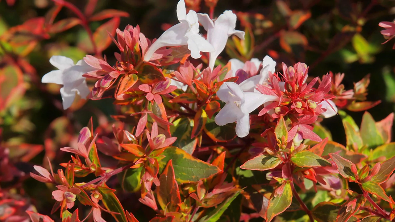 11 Red Evergreen Shrubs (Beautiful Images) 10 Abelia Grandiflora Sunshine Daydream