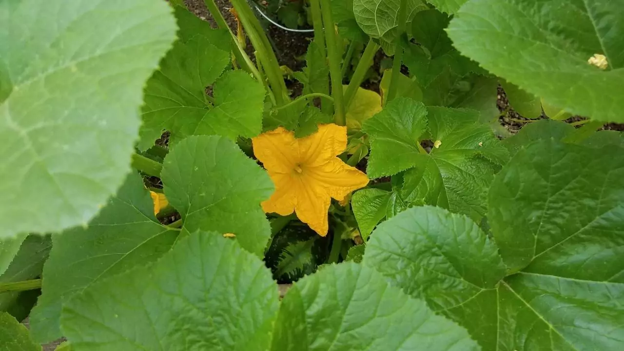 Identifying Squash Plants By Leaves 5 Acorn Squash Leaf Identification