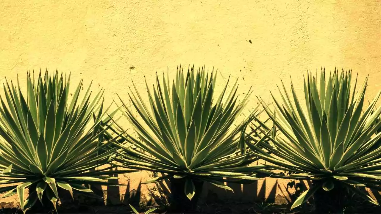 Agave