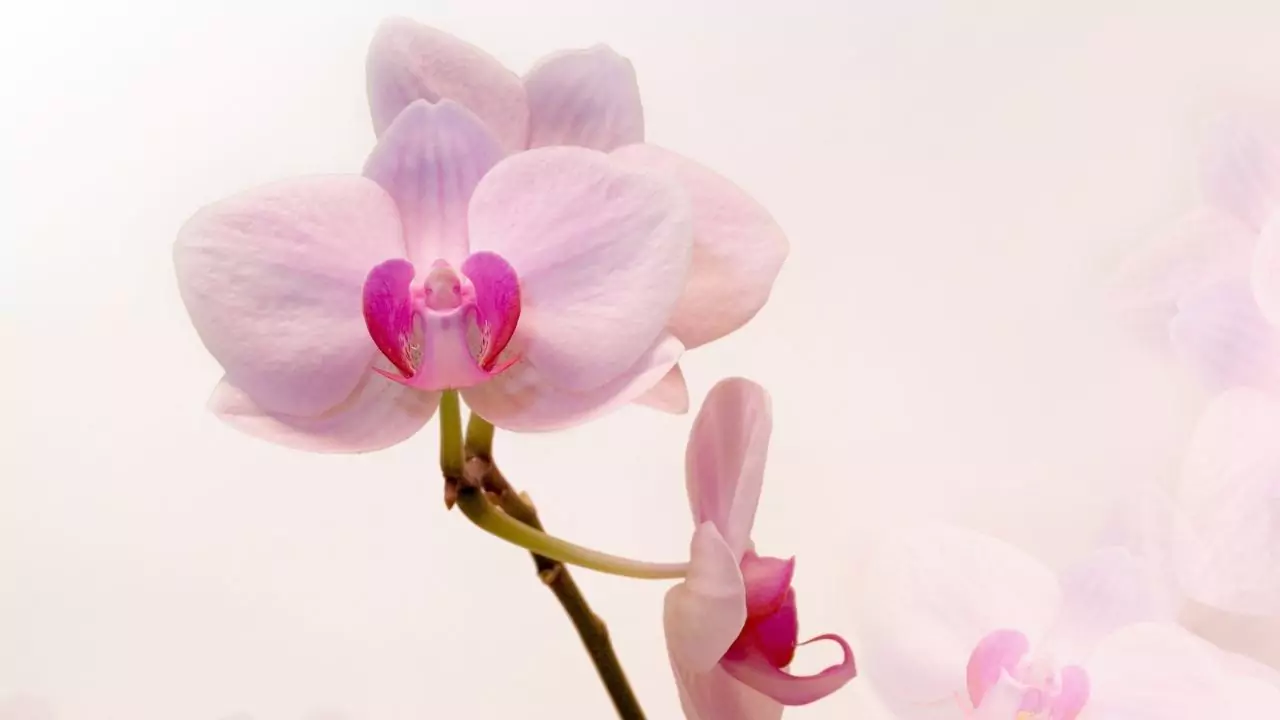 Can You Buy A Flying Duck Orchid? 6 Angel Orchid