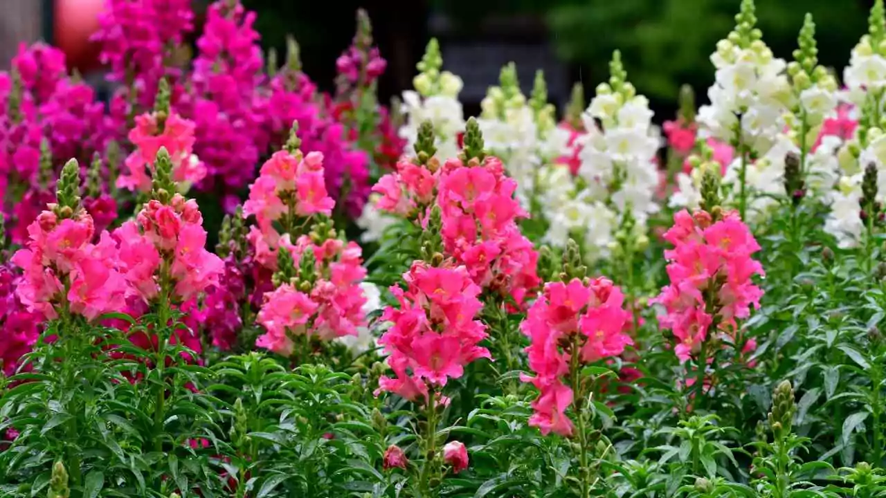 Angelonia