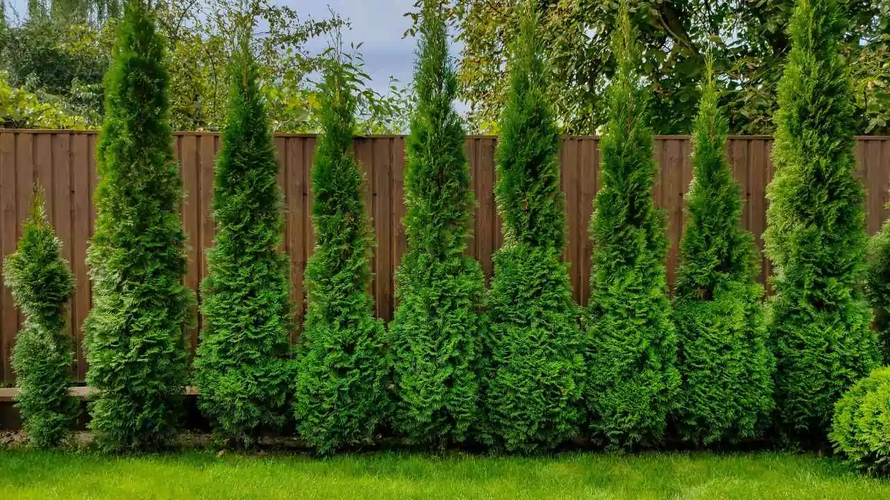 Arborvitae