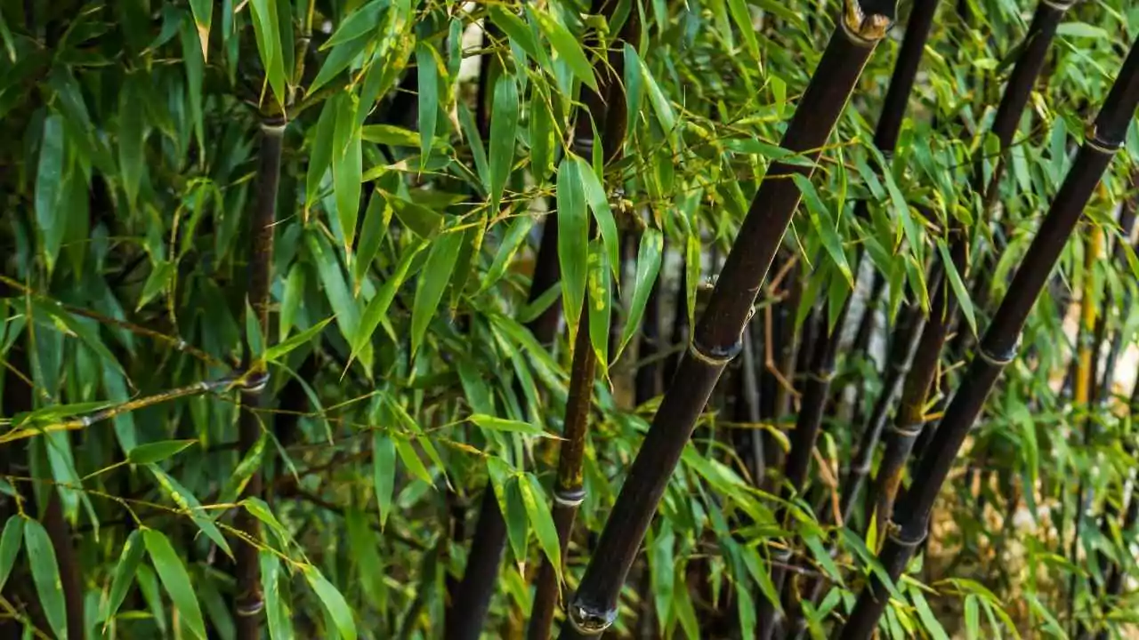 The Eight Types of Japanese Bamboo You Should Know About 2 Black Bamboo