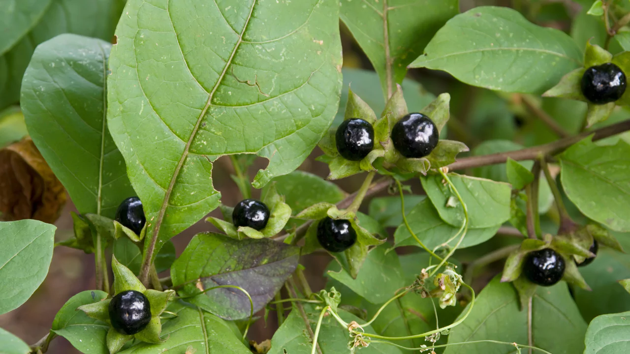 Black Nightshades