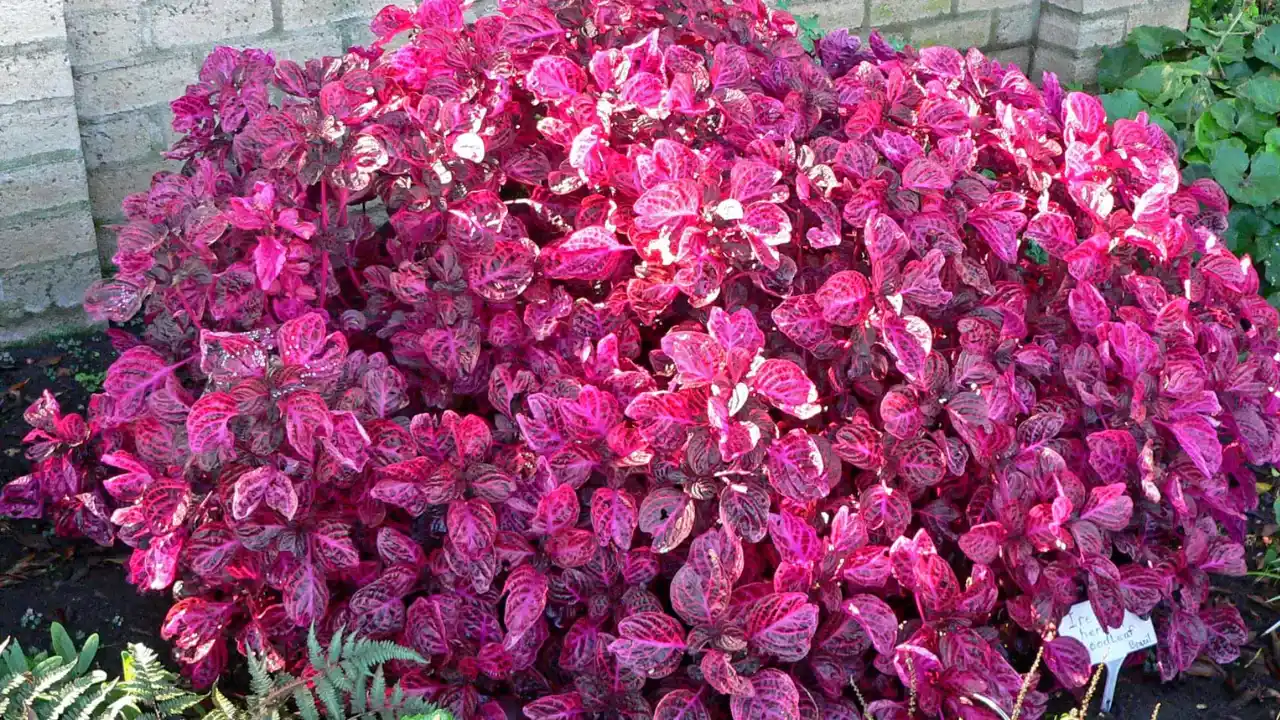 Bloodleaf Plant