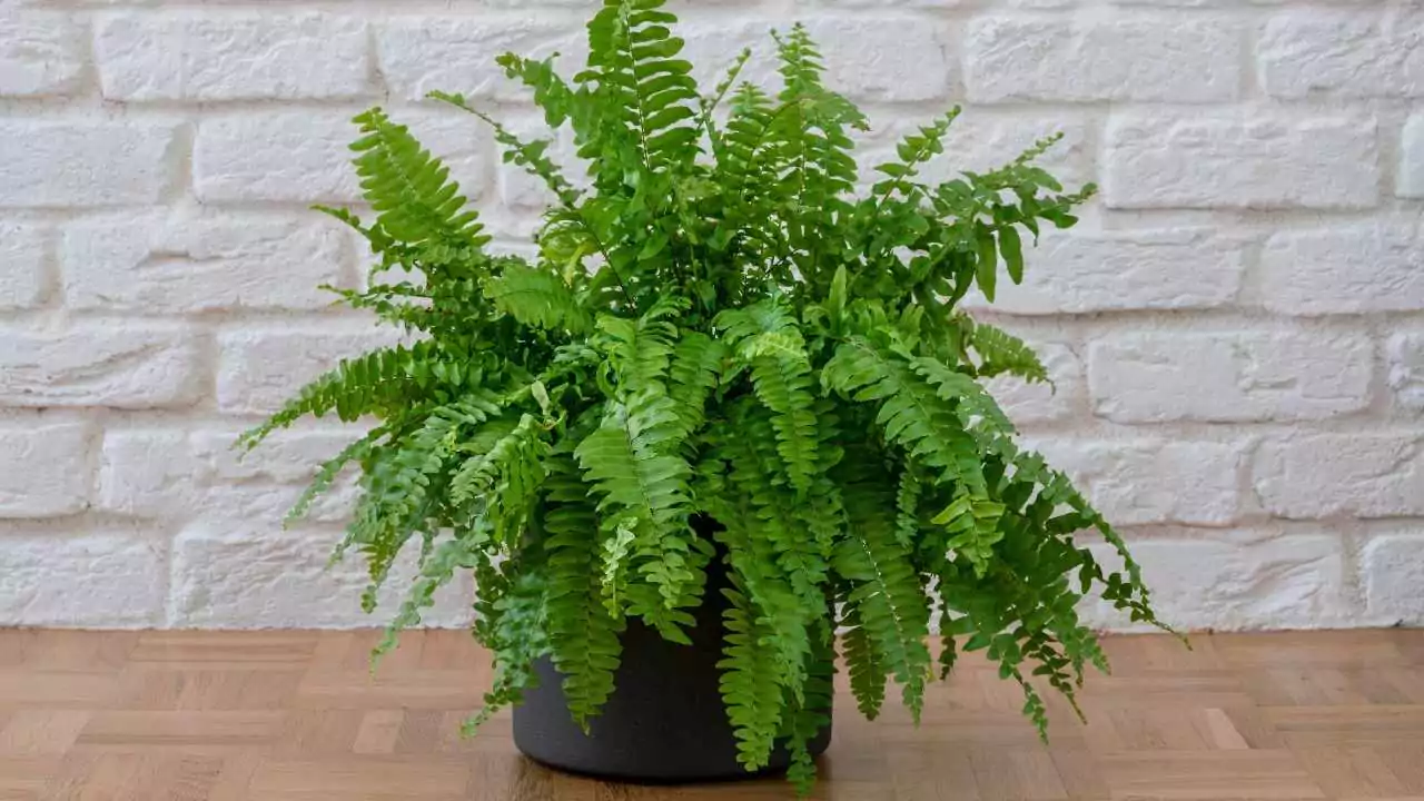 Boston Fern