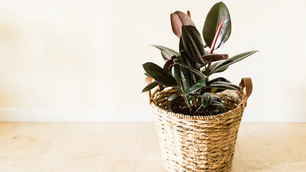 Burgundy Rubber Tree