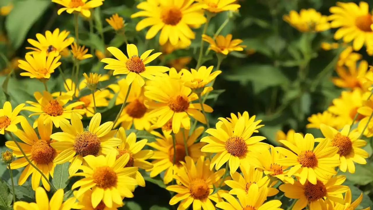 Bush Daisy