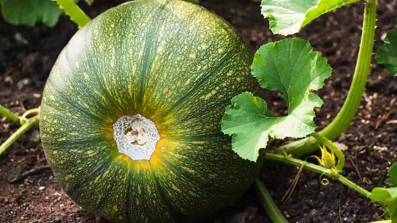 Identifying Squash Plants By Leaves 7 Buttercup Squash Leaf
