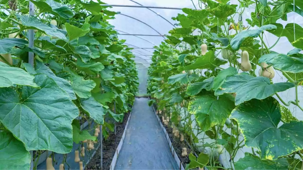 Identifying Squash Plants By Leaves 4 Butternut Squash Leaf Identification