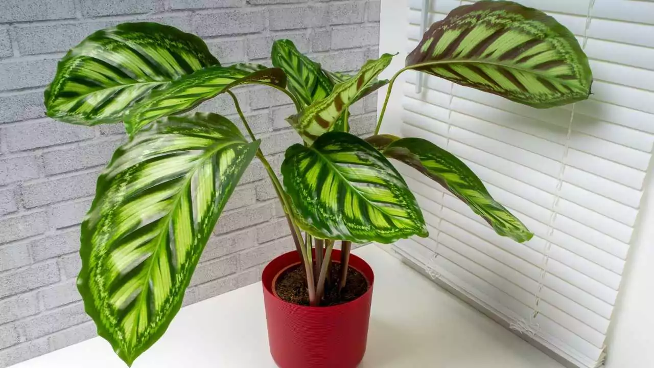 Calathea Flamestar