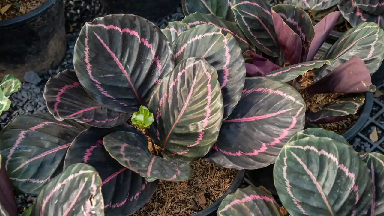 Calathea roseoptica ‘Purple rose’