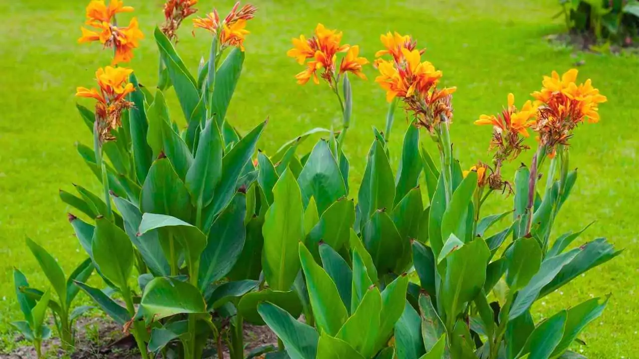 15 Outdoor Plants with the Biggest Leaves in the World 9 Canna