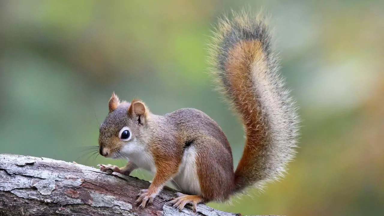 Causes of Squirrel Death