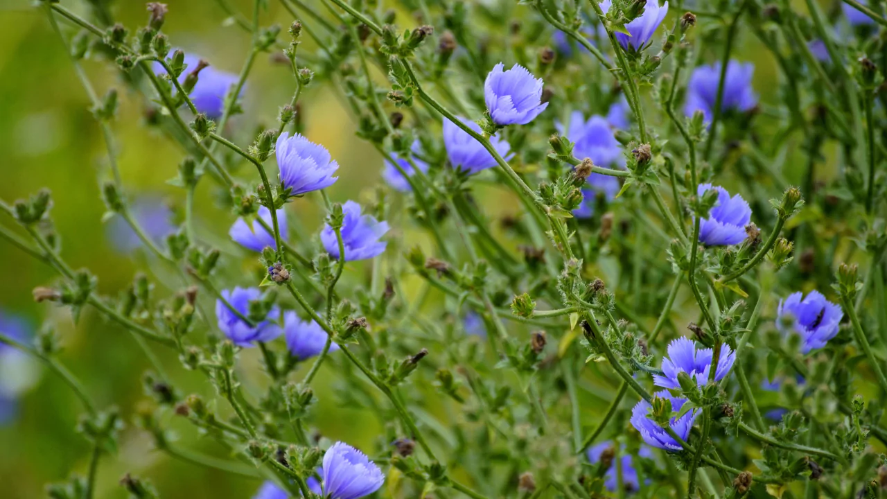 Chicory