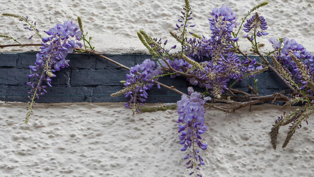 Chinese Wisteria