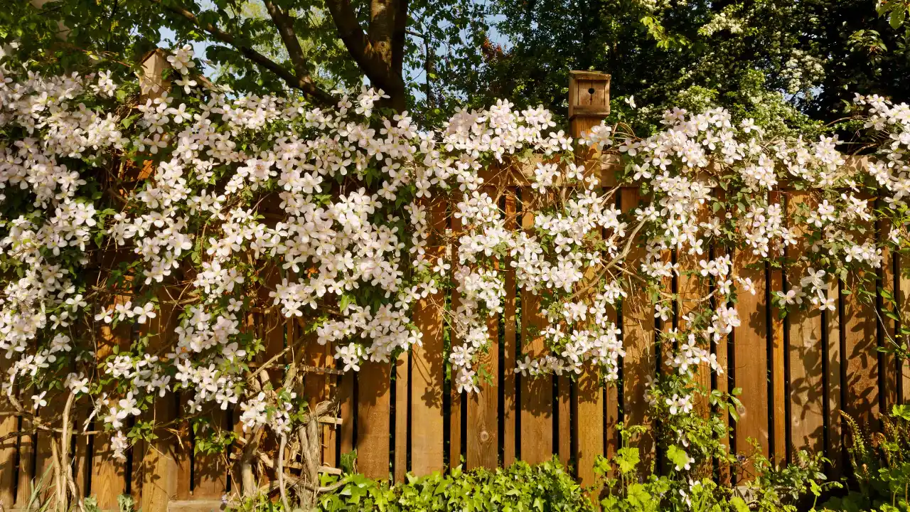 Best Climbing Plants For Wooden Fences 3 Clematis