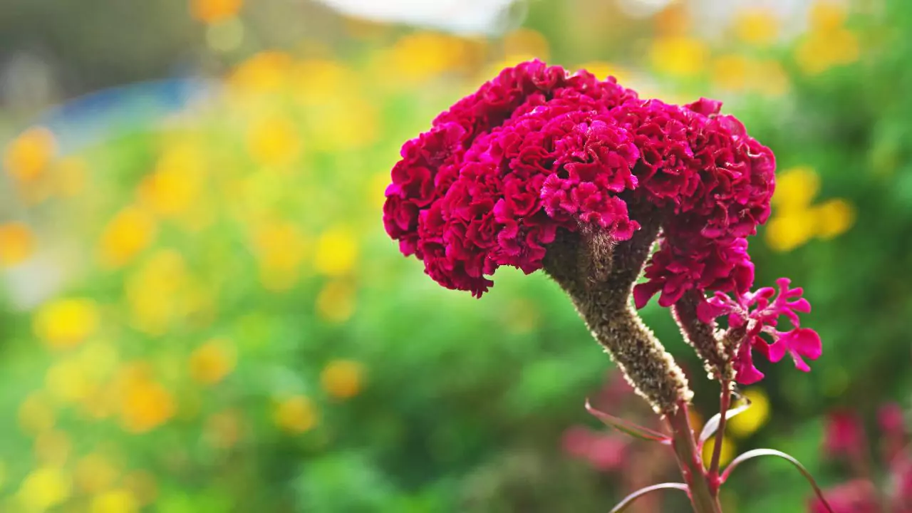 Cockscomb Celosia