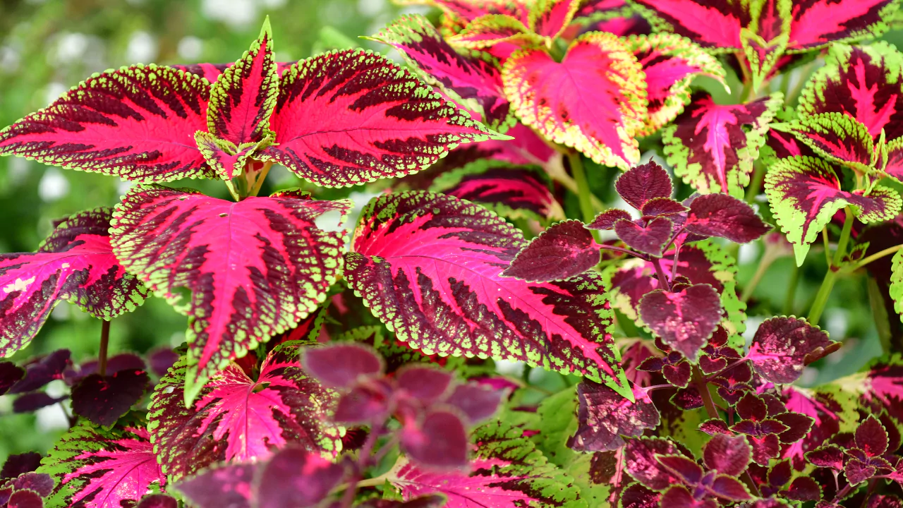 Coleus