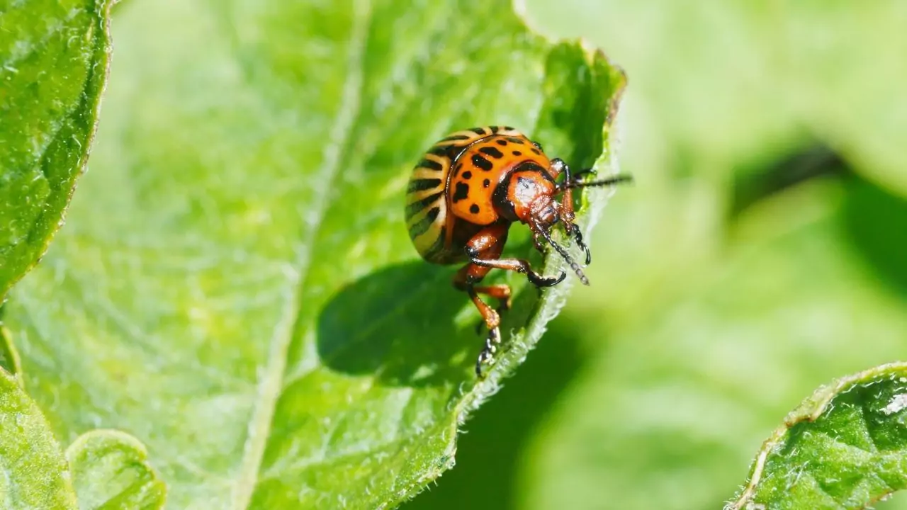 Colorado Potato Beetles