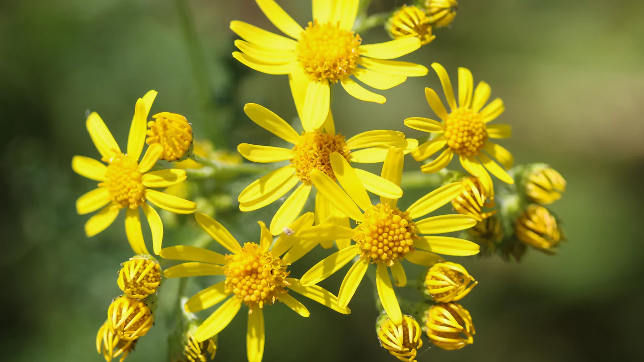 Common Ragwort