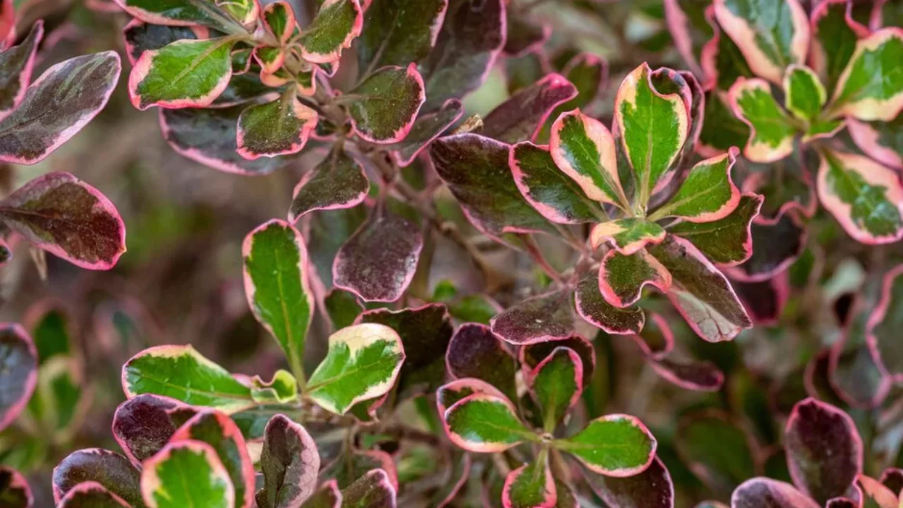 11 Red Evergreen Shrubs (Beautiful Images) 4 Coprosma Repens ‘Pacific Dawn’