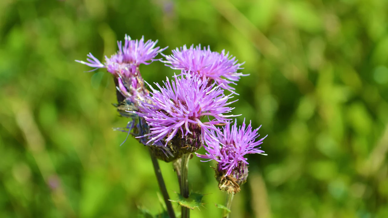 Creeping Thistle