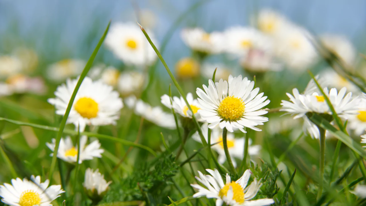 Daisy Weeds