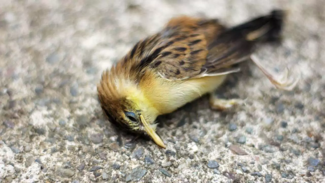Dead Bird in Backyard (Meaning, Cause And What To Do) 1 Dead Bird in Backyard