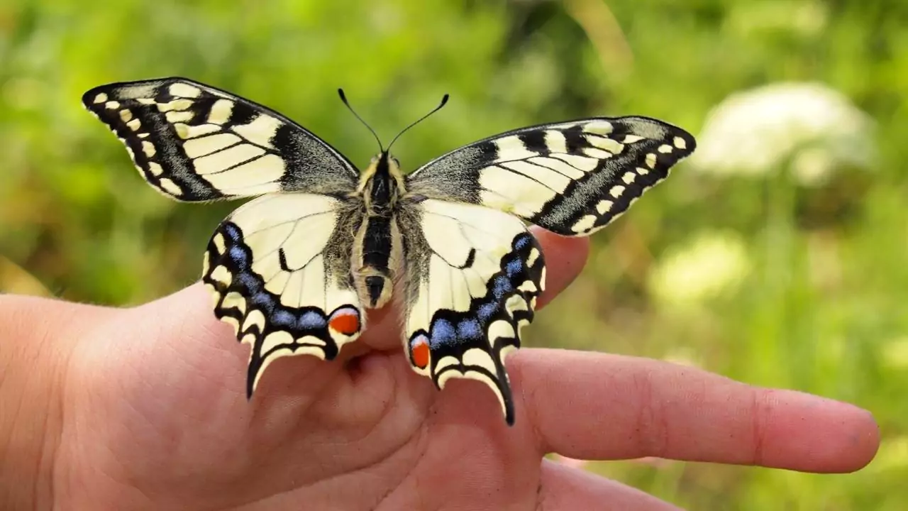 Do Butterflies Bite