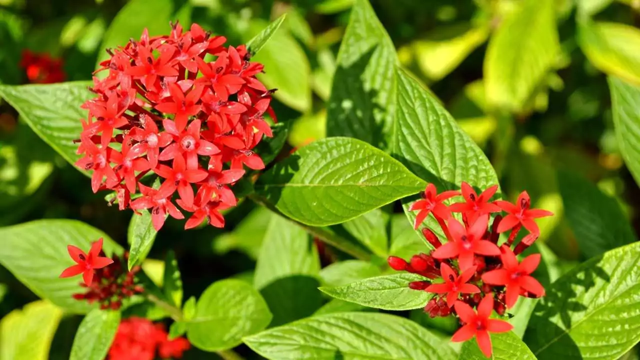 Egyptian Star Flower