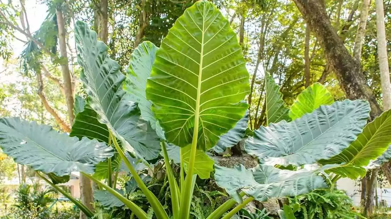 Elephant Ear Plant
