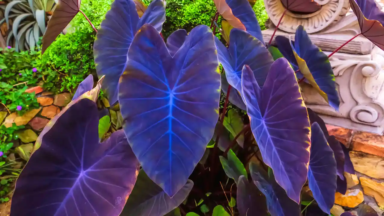 Elephant Ears ‘Black Magic’ or Taro