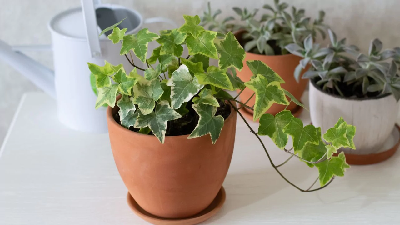 English Ivy