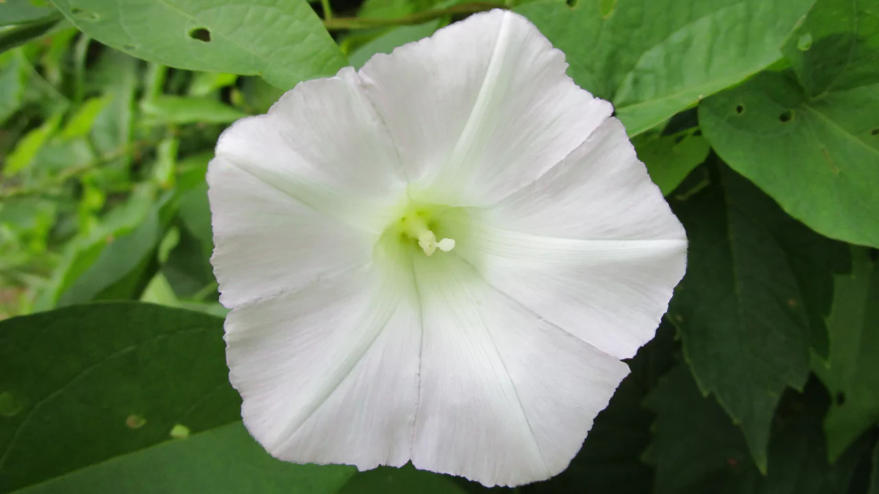 Field Bindweed