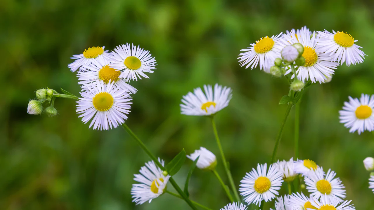 Fleabane