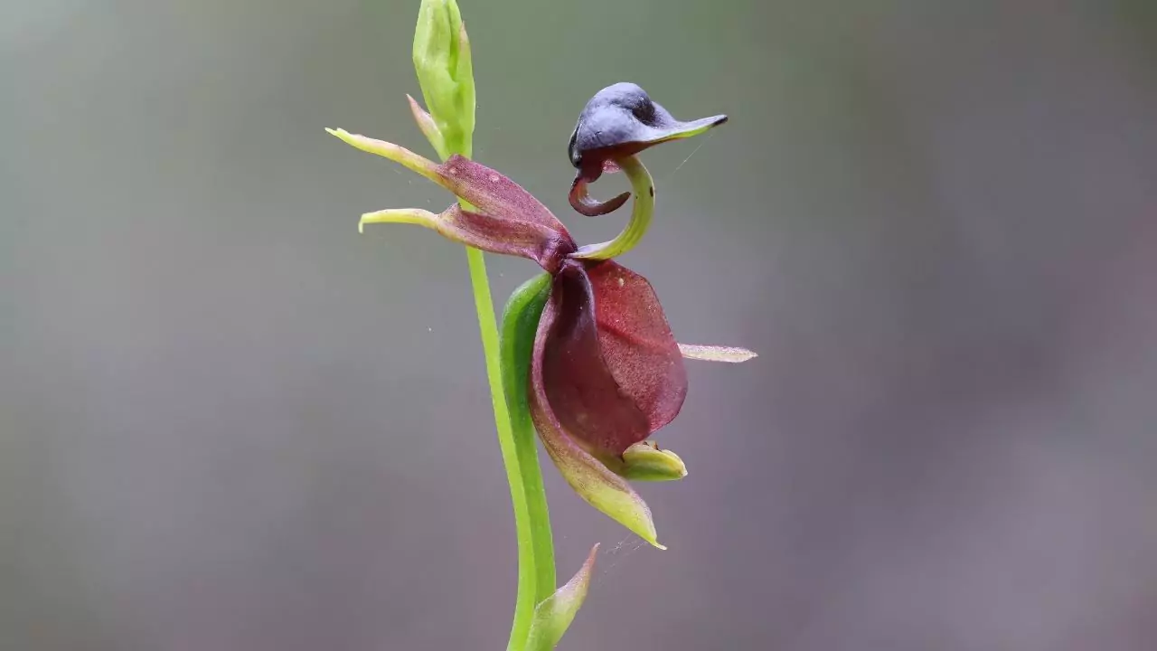 Flying Duck Orchid