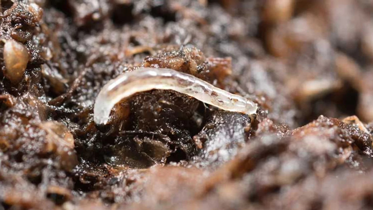 Fungus Gnat Larvae