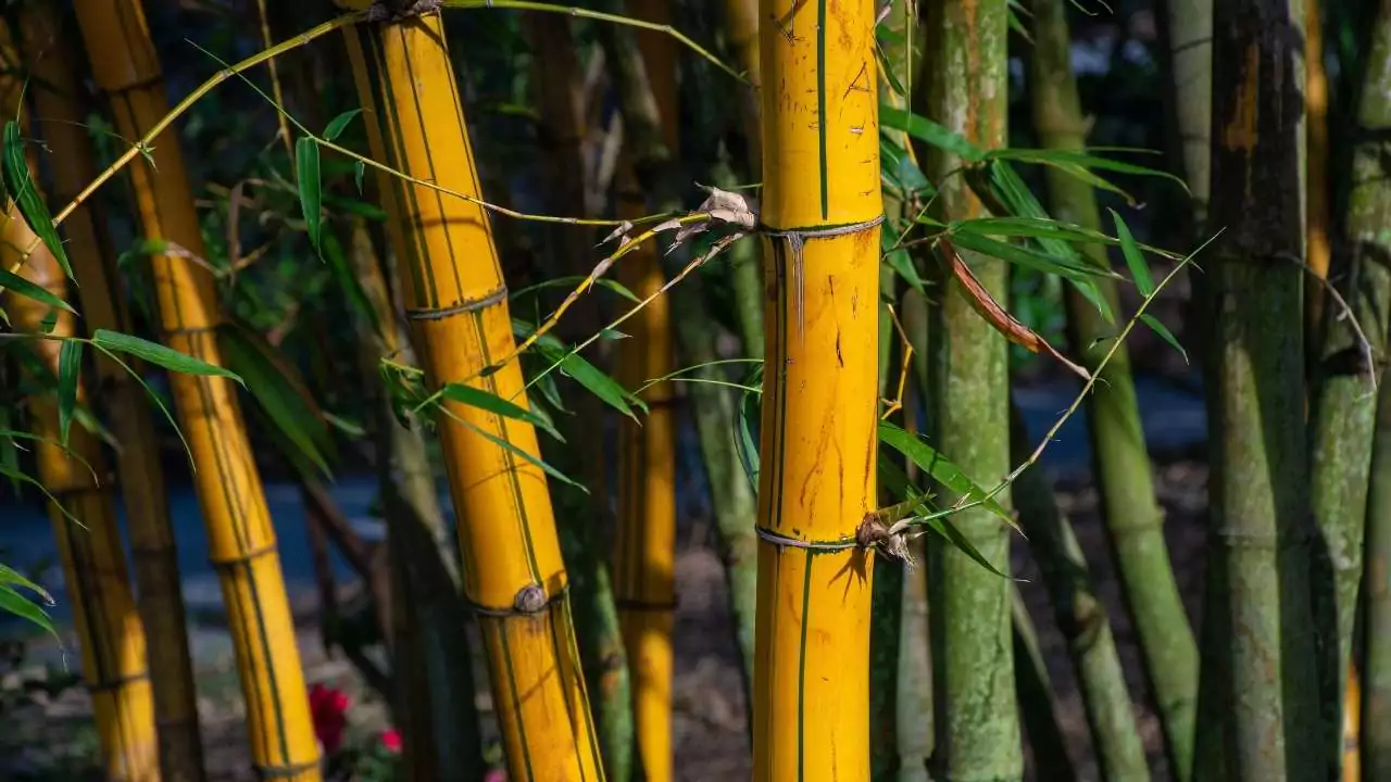 The Eight Types of Japanese Bamboo You Should Know About 1 Golden Bamboo