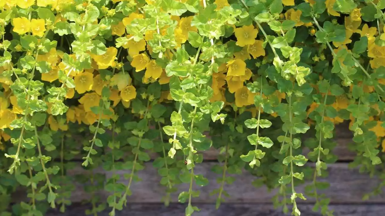 Golden Creeping Jenny