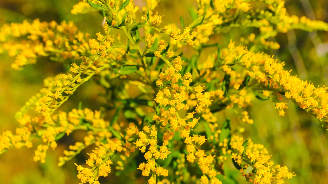 Goldenrod