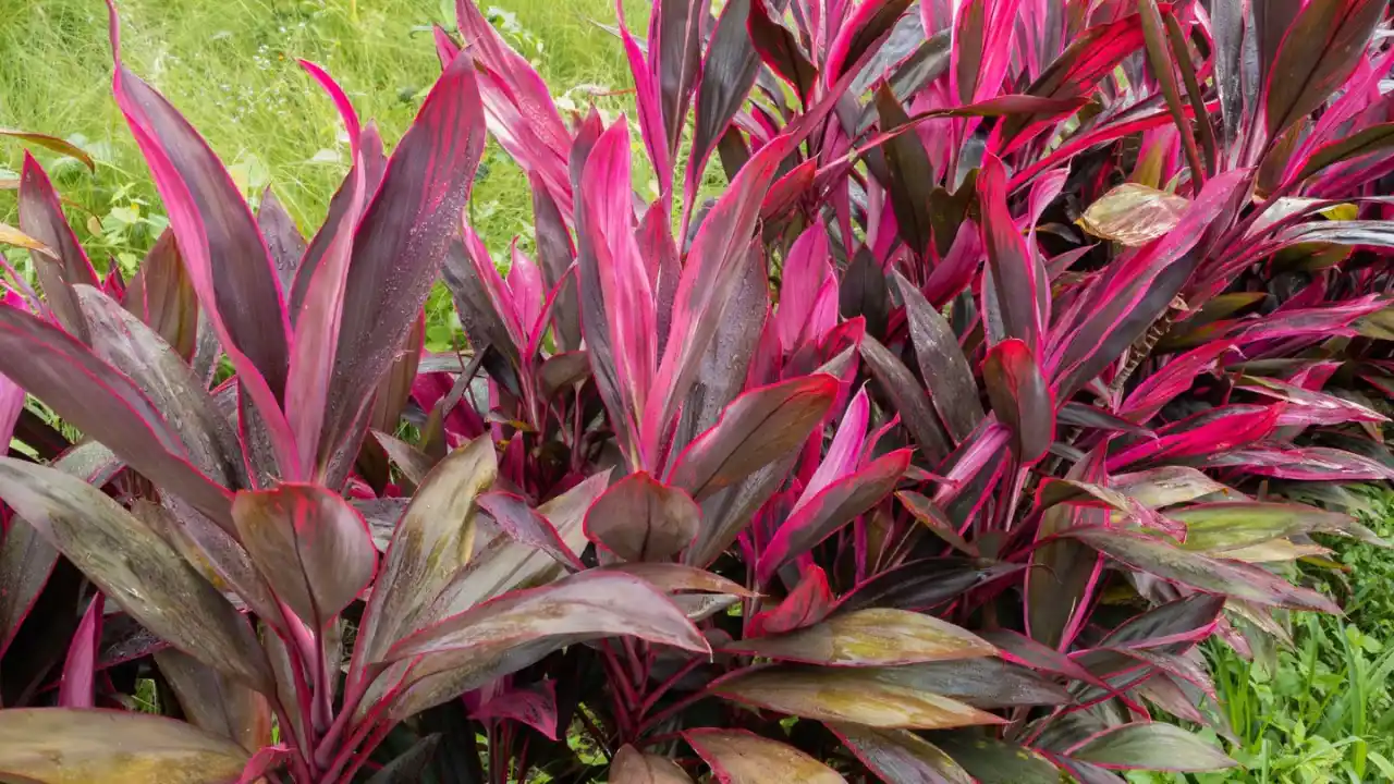 Hawaiian Ti Plant