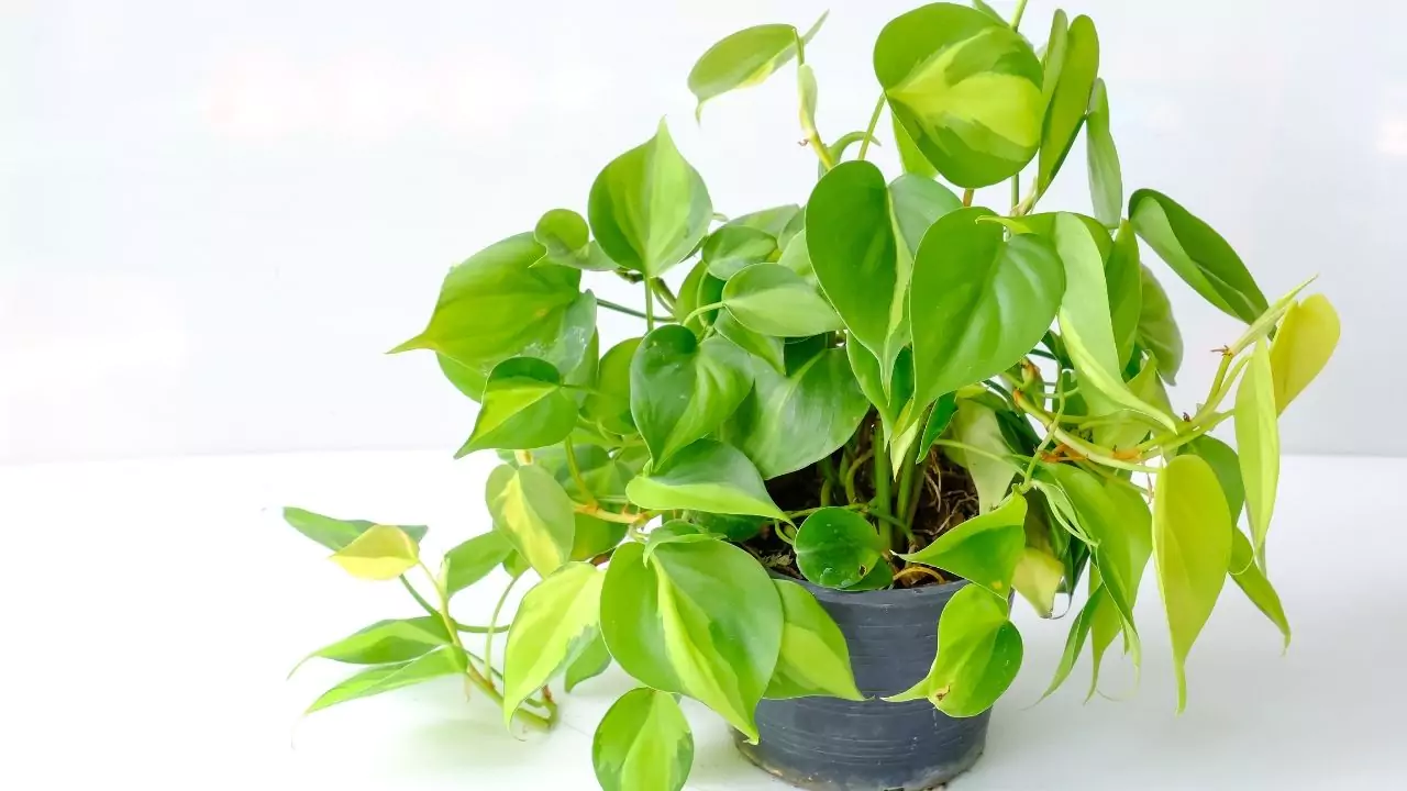 Philodendron hederaceum