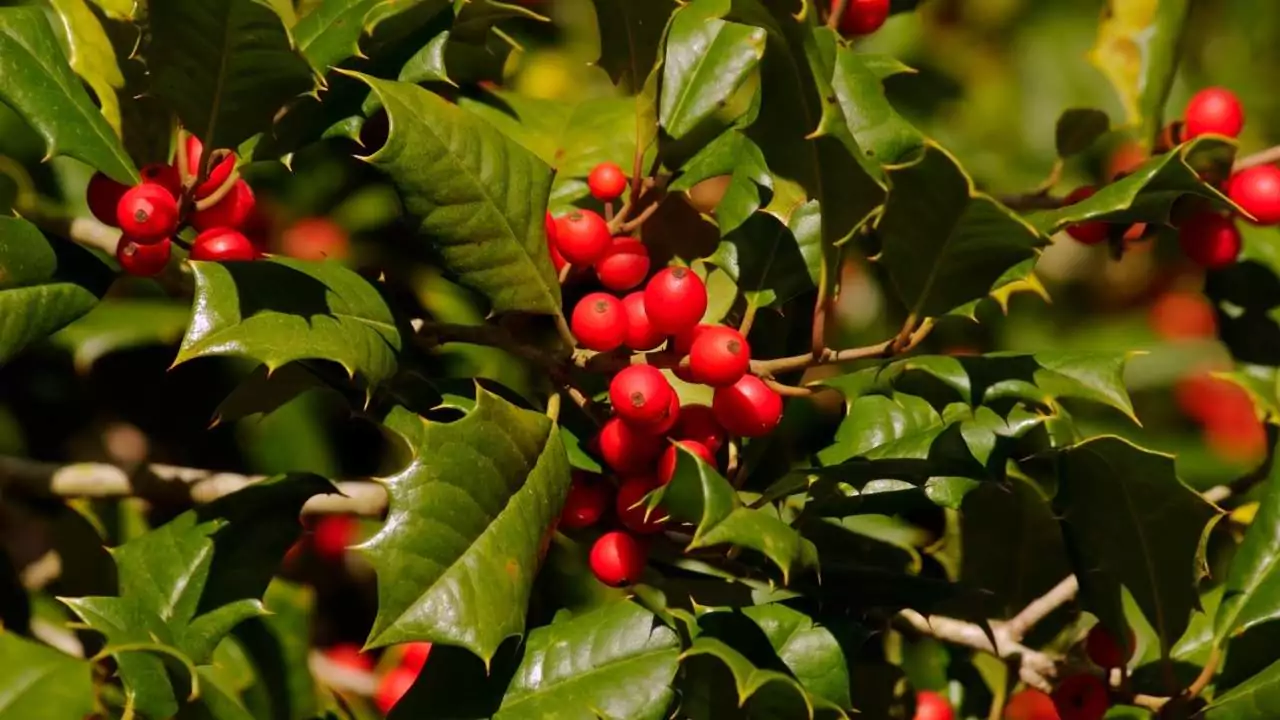 Holly