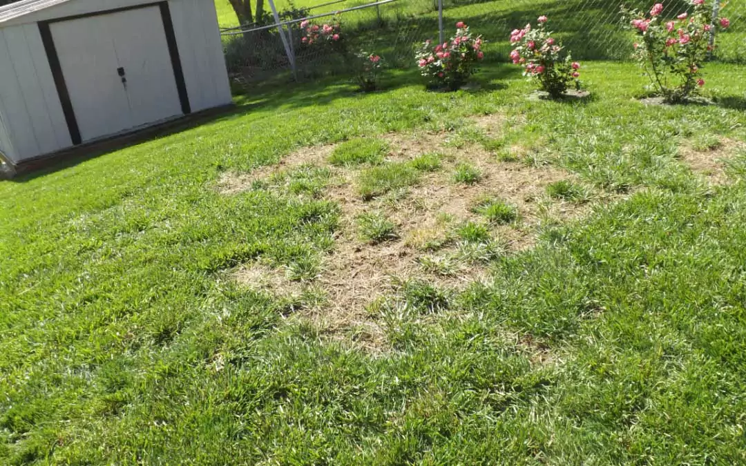 Topsoil vs Garden Soil for Grass: Which is Better? 3 How To Fix Grass