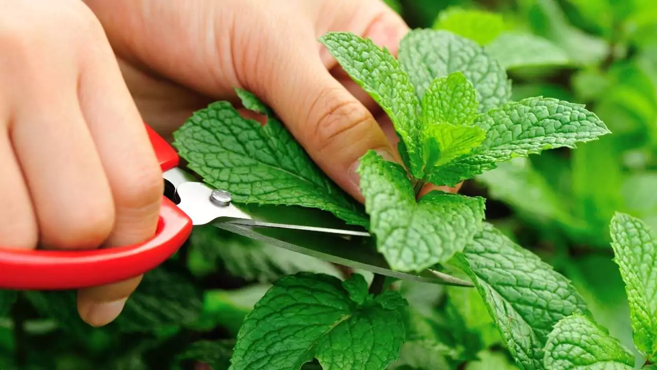 How to Pick Mint Leaves Without Killing the Plant