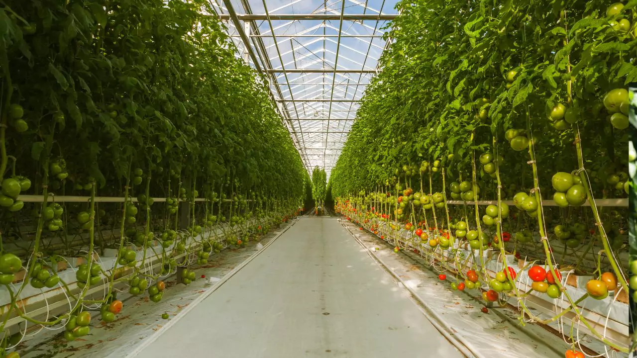 How to Set Up Your Tower Garden Guide