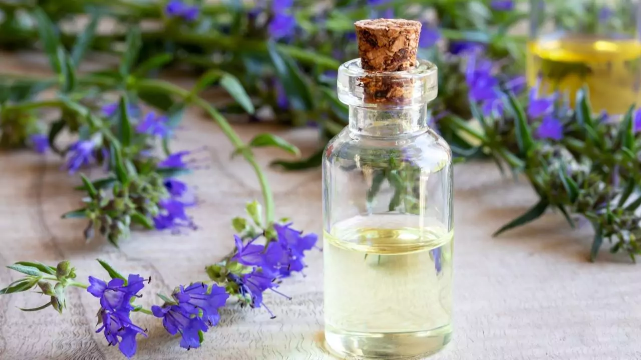 6 Herbs That Produce Blue Flowers 4 Hyssop