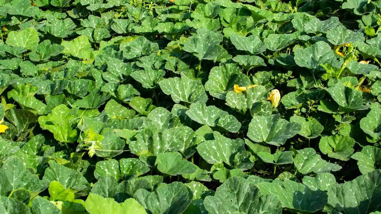 Identifying Squash Plants By Leaves