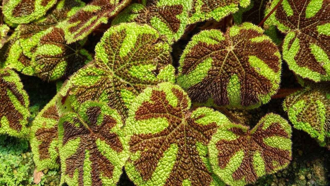 Iron Cross Begonia